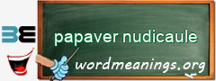 WordMeaning blackboard for papaver nudicaule